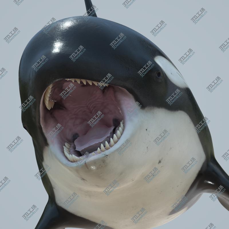 images/goods_img/20210319/Killer whale rigged and animated for Cinema 4d 3D model/1.jpg